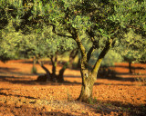 Dusky Olive Grove