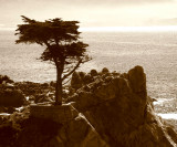 Lone Cypress