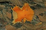 Orange Peel Fungus (Aleuria aurantia)