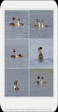 Great Crested Grebes (Podiceps cristatus)