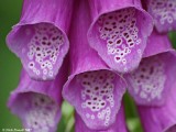 Foxglove (Digitalis purpurea)