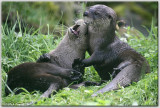 Otters at the Sea-Life Sanctuary Oban