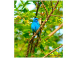 index_001 Passerin Indigo.jpg