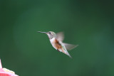 rufous hummingbird