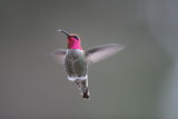 Annas hummingbird, male