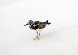 _MG_3029_filtered.tif