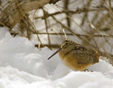 American Woodcock