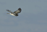 Northern Harrier