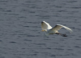 Great Egret in Flight