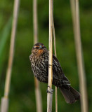 Female Red-winged Blackbird