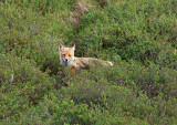Half blind fox?