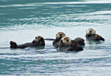 Sea Otters