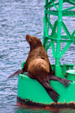 Sea Lion