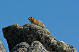 Arctic Ground Squirrel