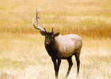 Yellowstone - Losing Bull Elk 047.jpg