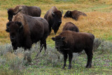 0C9K3445 yellowstone Sept22-07.jpg