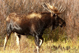 0C9K3844 Tetons Sept24-07.jpg