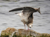 Kaspisk trut -  Caspian Gull  (Larus cachinnans)