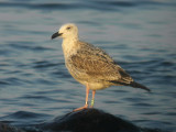 Kaspisk trut - Caspian Gull  (Larus cachinnans)