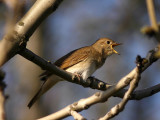 Nktergal - Thrush Nightingale  (Luscinia luscinia)