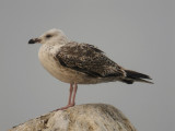 Havstrut - Great Black-backed Gull  (Larus marinus)