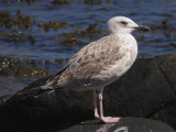 Kaspisk trut - Caspian Gull  (Larus cachinnans)