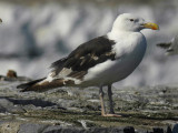 Havstrut - Great Black-backed Gull  (Larus marinus)