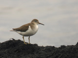 Drillsnppa - Common Sandpiper  (Actitis hypoleucos)