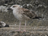 Medelhavstrut - Yellow-legged Gull  (Larus michahellis)