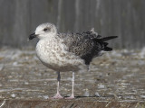 Medelhavstrut - Yellow-legged Gull  (Larus michahellis)