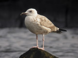 Kaspisk trut - Caspian Gull  (Larus cachinnans)