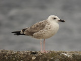 Kaspisk trut - Caspian Gull  (Larus cachinnans)