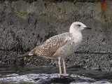 Medelhavstrut - Yellow-legged Gull  (Larus michahellis)