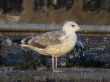 Kaspisk trut - Caspian Gull  (Larus cachinnans)