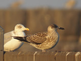 Silltrut - Lesser Black-backed Gull  (Larus fuscus fuscus)