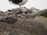 Medelhavstrut - Yellow-legged Gull  (Larus michahellis)