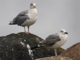 Kaspisk trut - Caspian Gull  (Larus cachinnans)