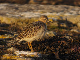 Prrielpare - Buff-breasted Sandpiper   (Tryngites subruficollis)
