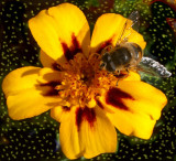 Bee on Flower (Cool Bee)