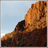 Saguaro Sunset