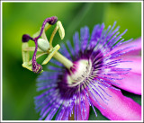 Passiflora