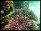 Trumpet Fish and Coral