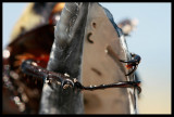 Ringo Beatle (aka Bobby the Beetle)