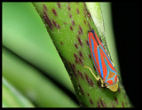 Leafhopper