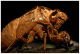 Cicada in Amber and Decay