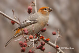 Pine Grosbeak (female)