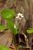 Northern White Violet (Viola pallens)