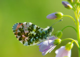 Oranjetipje - Orange Tip