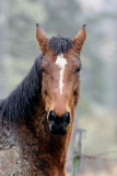 Muddy  & Wet Horse