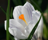 White Crocus